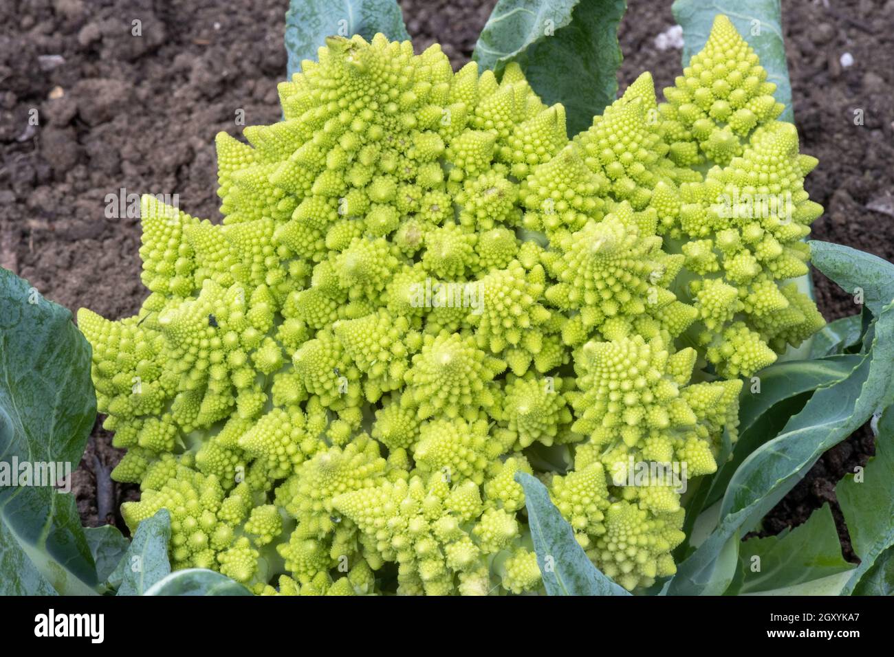 Primo piano Broccoli Romanesco verde brillante Foto Stock