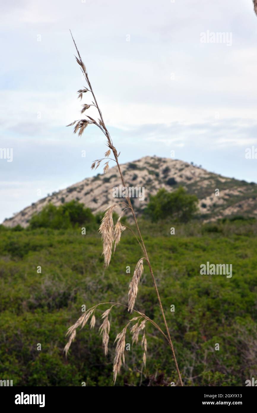 Ramo di grano con sfondo roccioso di montagna nel parco naturale di Castelldefels. Cielo nuvoloso. Scatto con luce naturale del mattino. Foto Stock