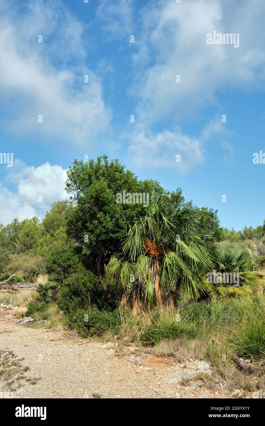 Albero di palma con frutta in foresta circondato da piante e alberi nel Parco Naturale Castelldefels con cielo e nuvole. Scatto al mattino, luce naturale. Foto Stock