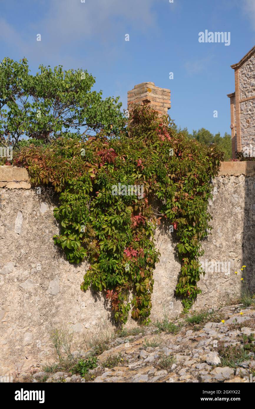 Costruzione di pareti in pietra e camino con piante appese. Luce naturale del mattino, cielo con nuvole. Foto Stock
