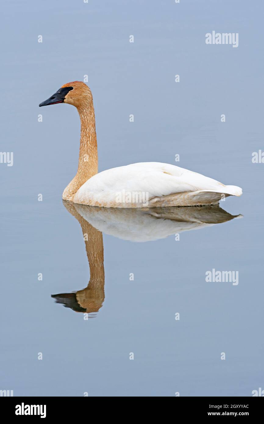 Elegante e sereno Tundra Swan sul fiume Mississippi New Savannah, Illinois Foto Stock