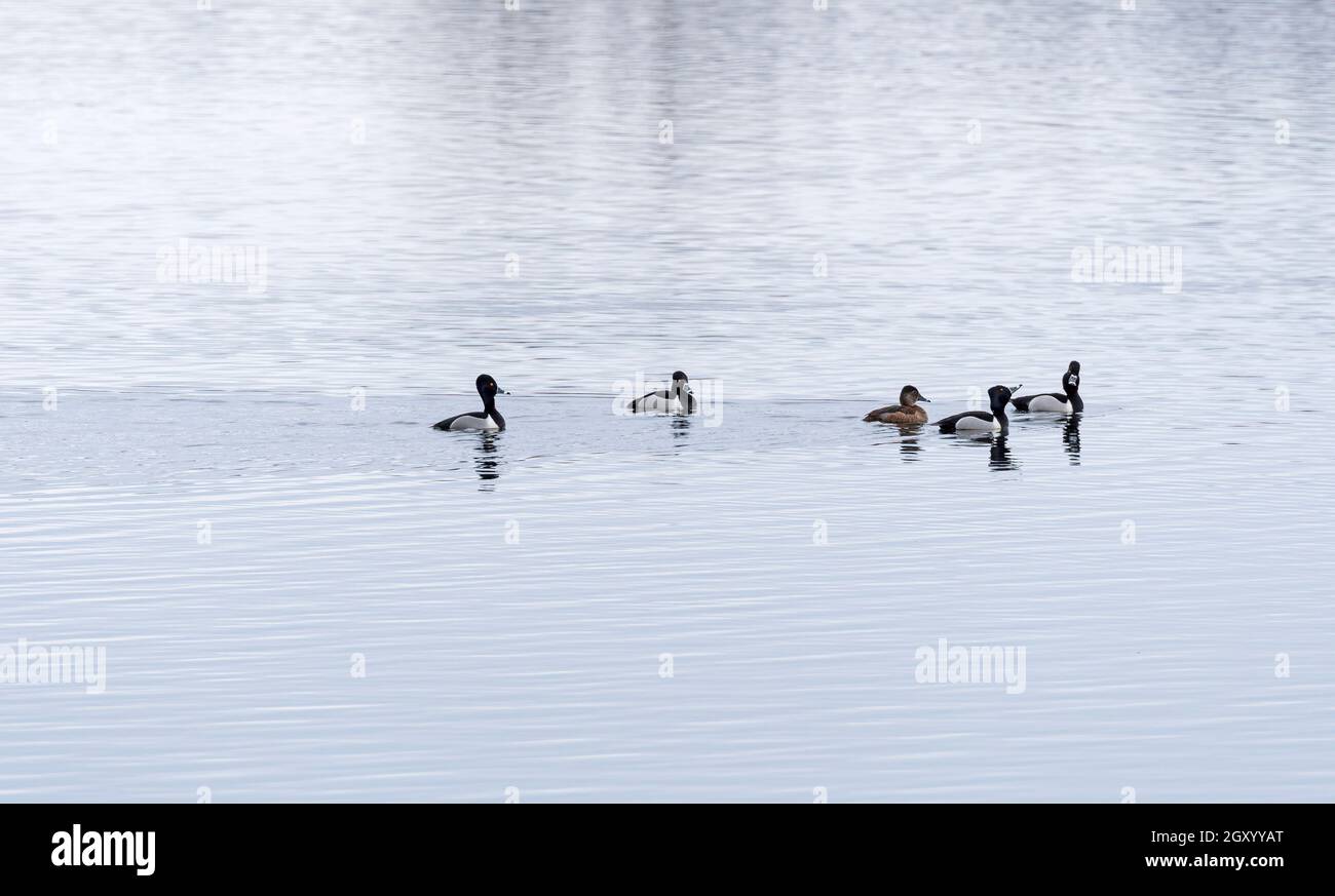 Un gruppo di anatre con collo ad anello nel fiume Mississippi vicino a Savannah, Illinois Foto Stock