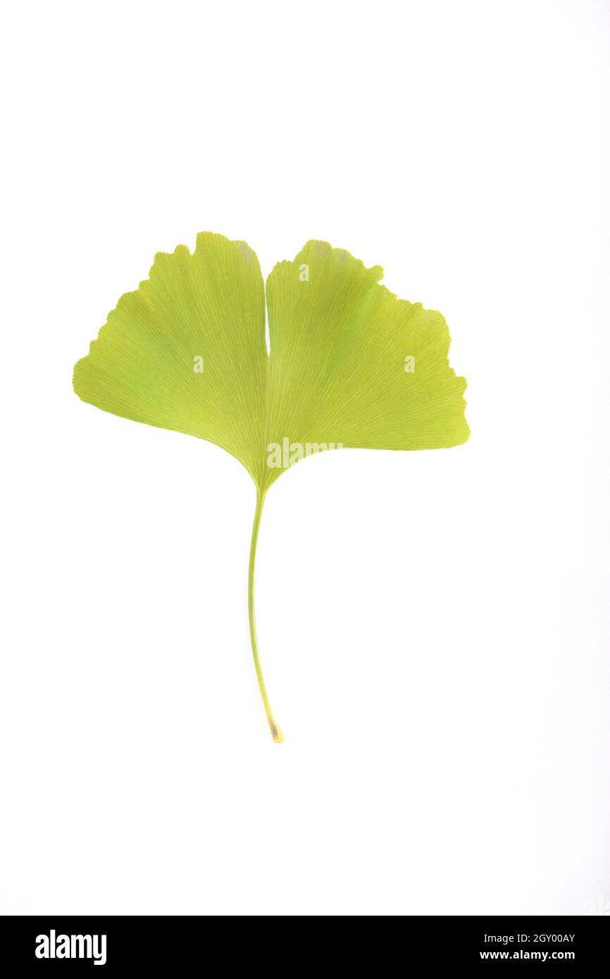 Foglia di Ginkgo biloba isolata su sfondo bianco Foto Stock