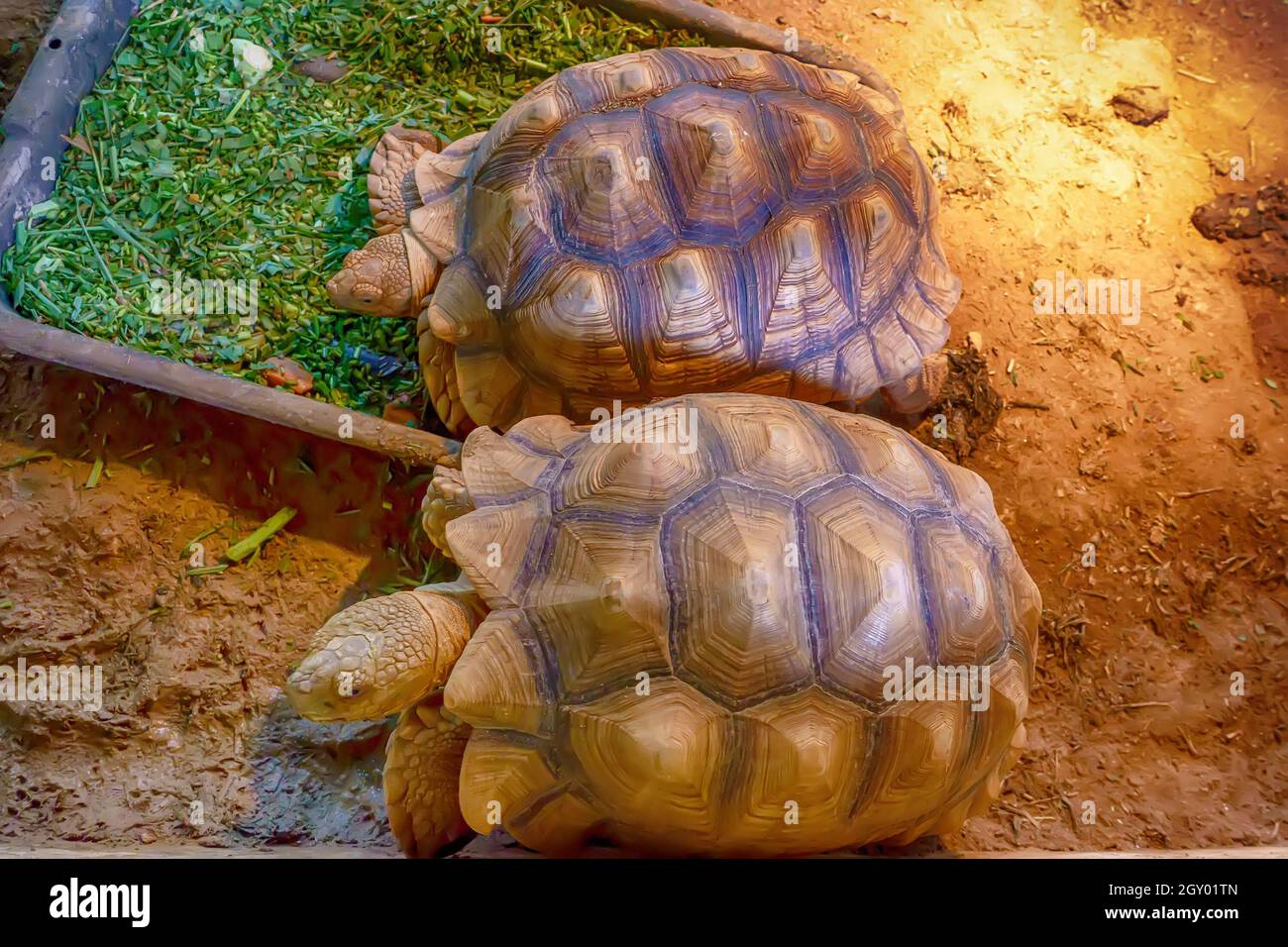 Tartaruga Sulcata sulla sabbia ad una natura dello sfondo. Foto Stock