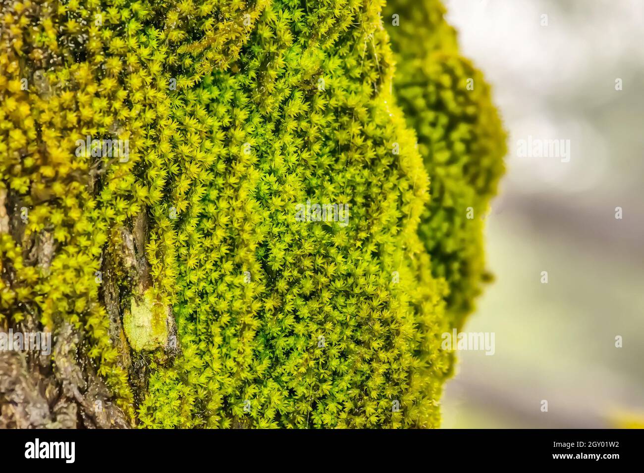 I muschi sono piccole piante flowerless che di solito crescono in densi grumi verdi sugli alberi. Foto Stock