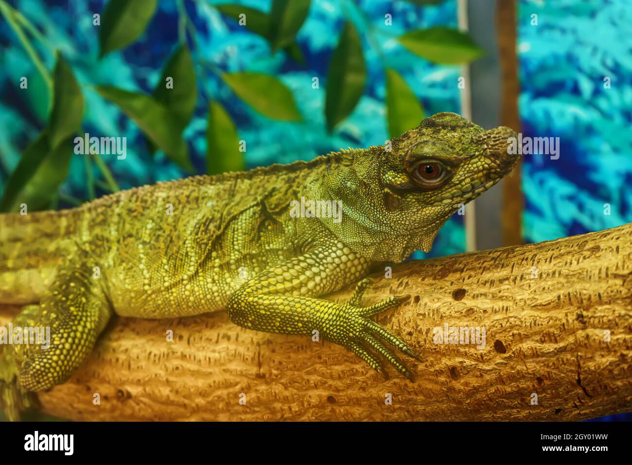 Sailfin lizard sull'albero in un modello di foresta. Foto Stock