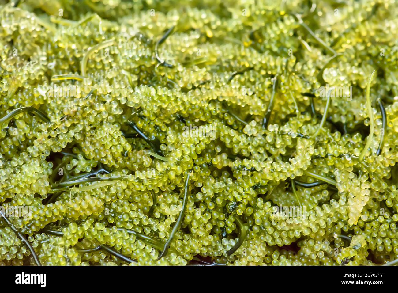 Caulerpa lentillifera è solitamente crudi con aceto, come uno snack o un'insalata. Foto Stock