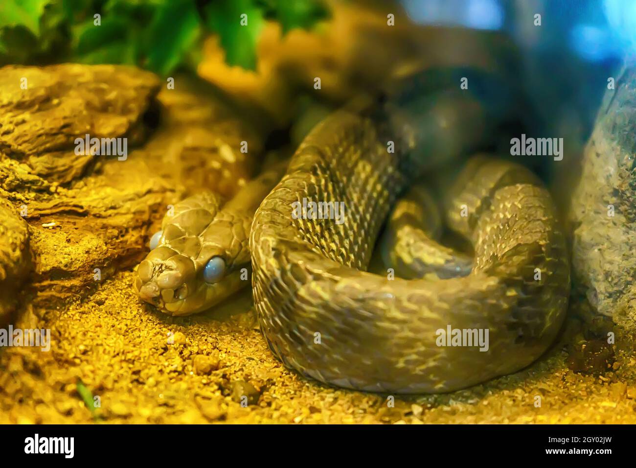 Cane e gatto dentata snake curva sulla sabbia. Foto Stock