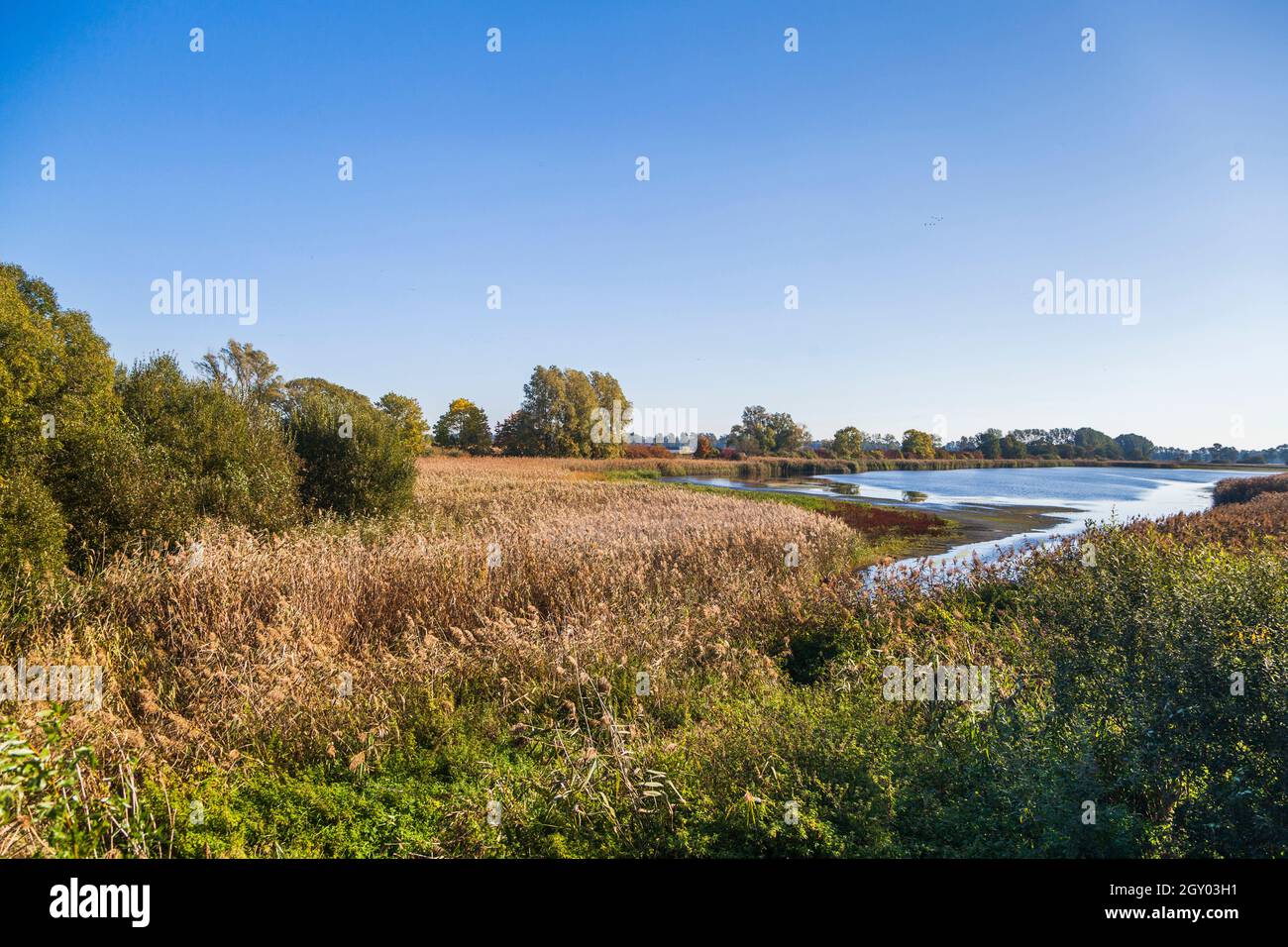 Zone umide a Teichland Linum ex zona mineraria di torba, Germania, Brandeburgo, Vogelschutzgebiet Rhin-Havelluch Foto Stock