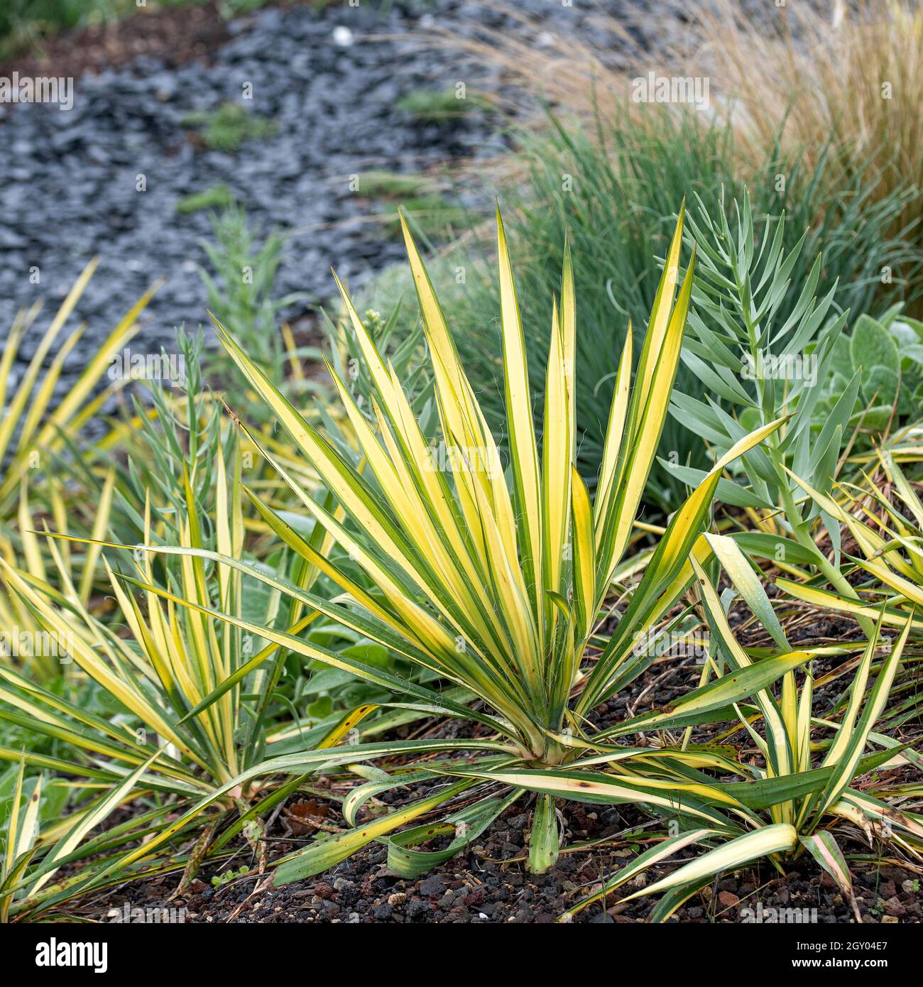 Ago di Adamo, Yucca a foglia debole (Yucca filamentosa 'Bright Edge', Yucca filamentosa Bright Edge), cultivar Bright Edge, Germania Foto Stock