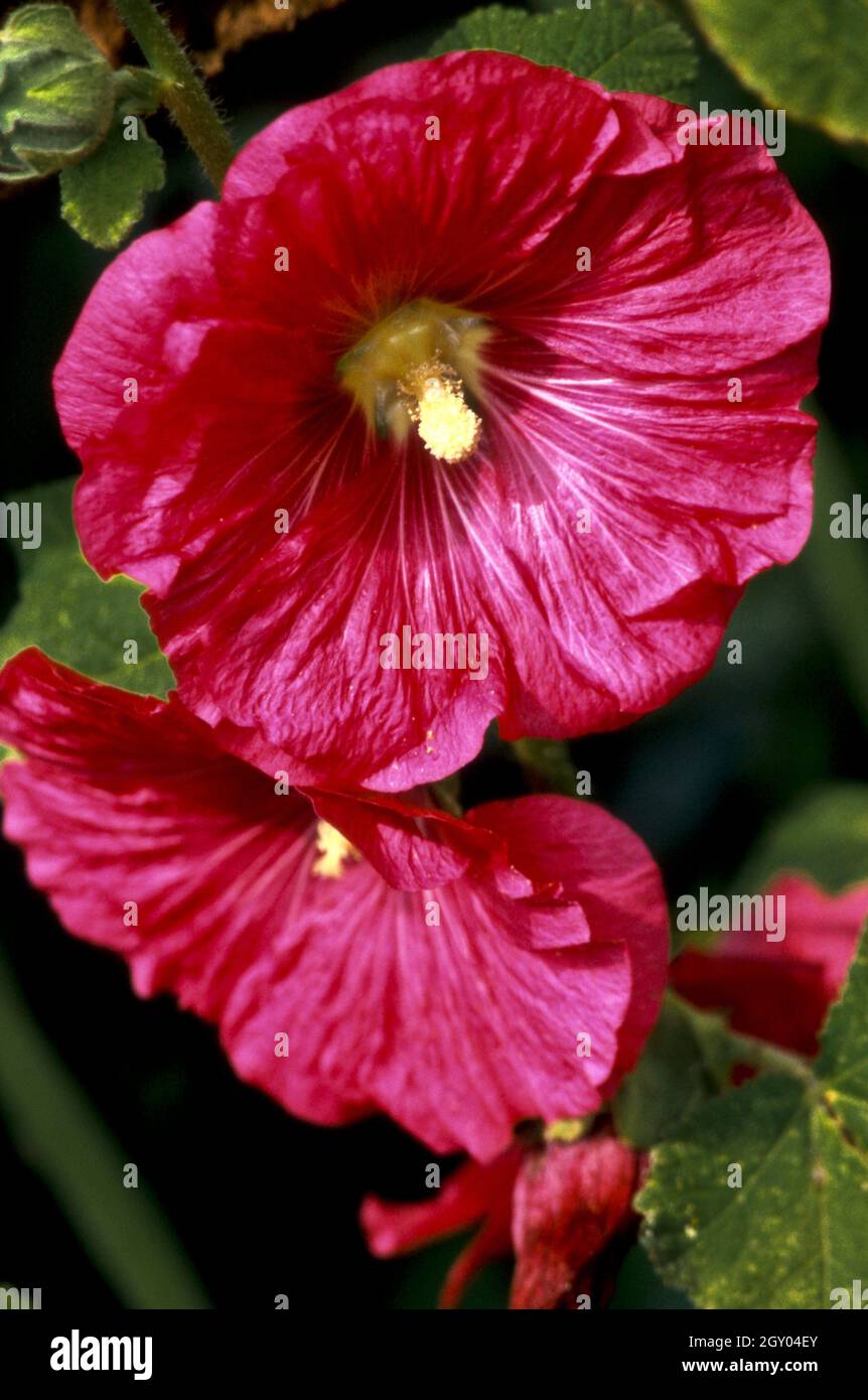 hollyhock (Alcea rosea, Althaea rosea), fiori Foto Stock