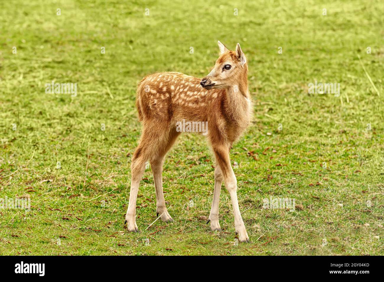 Pegno di cervo rosso sul pascolo Foto Stock