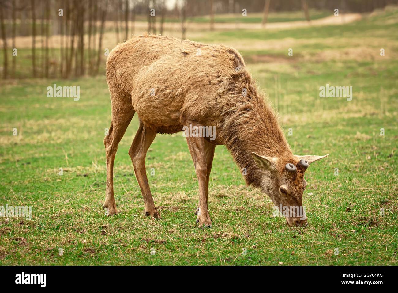 Cervo senza corna sul pascolo Foto Stock