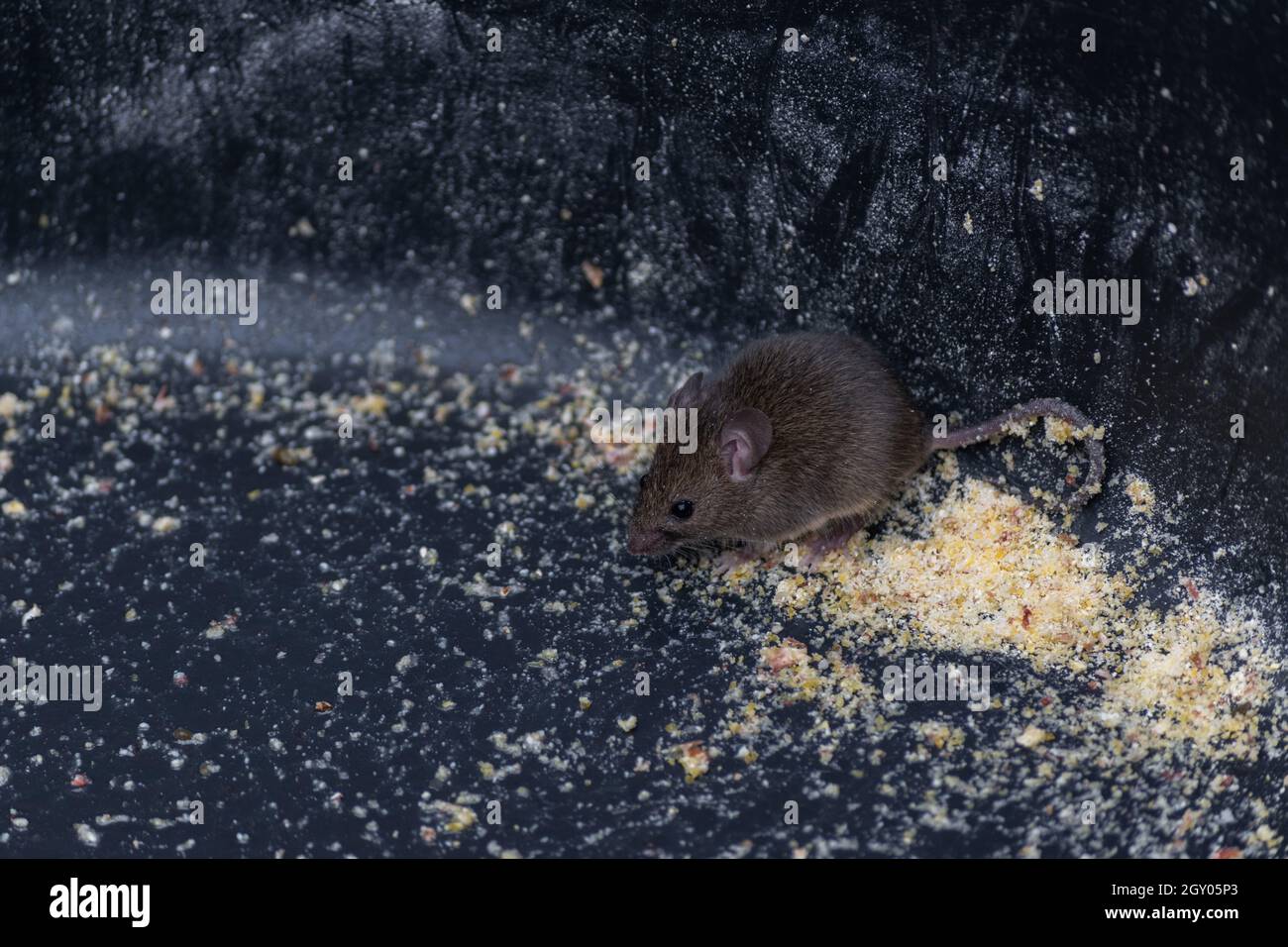 Un piccolo mouse da campo grigio carino in una grande ciotola di farina di plastica, alla ricerca di cibo Foto Stock