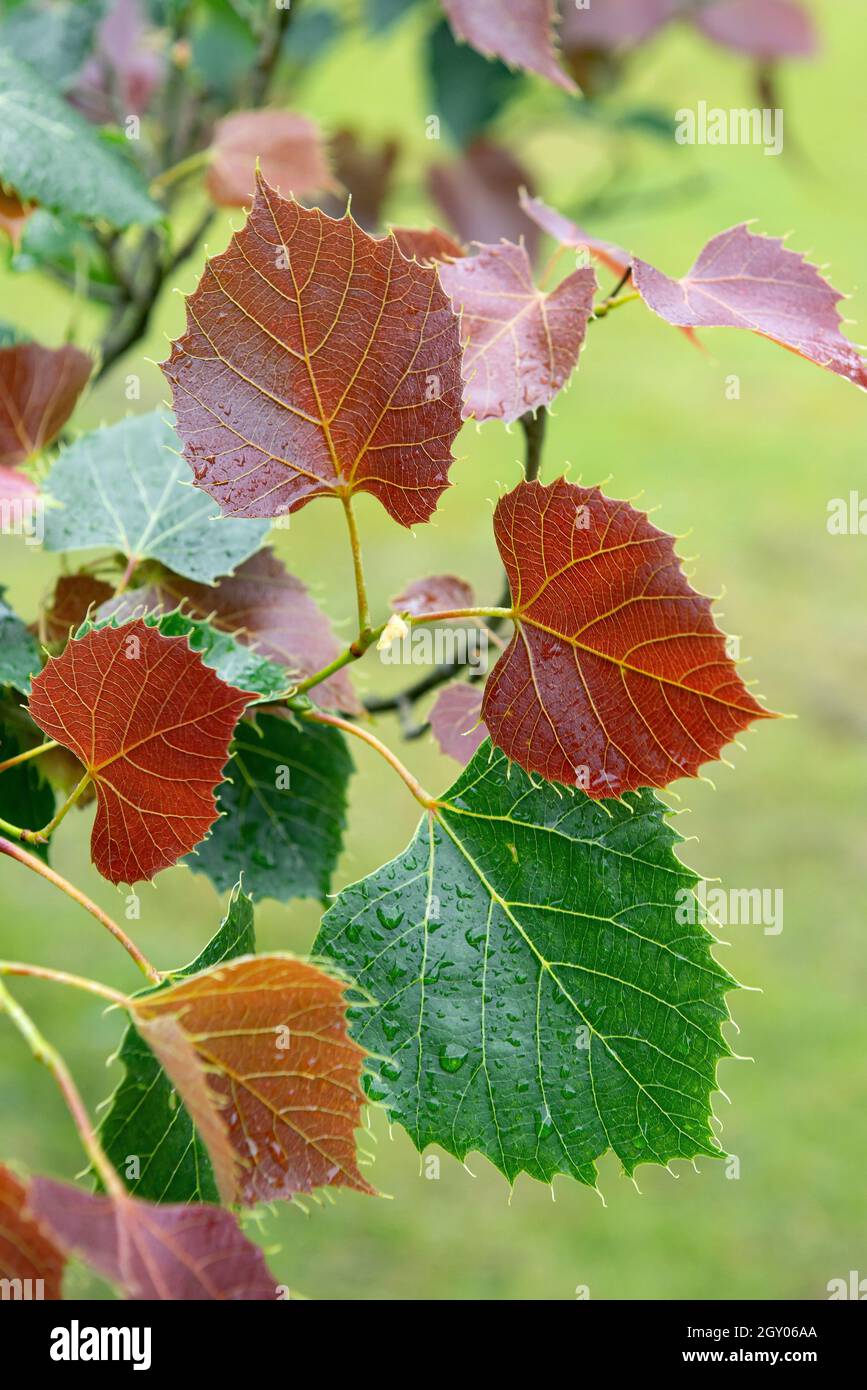 Calce di Enrico (Tilia henryana), foglie d'autunno, Germania Foto Stock