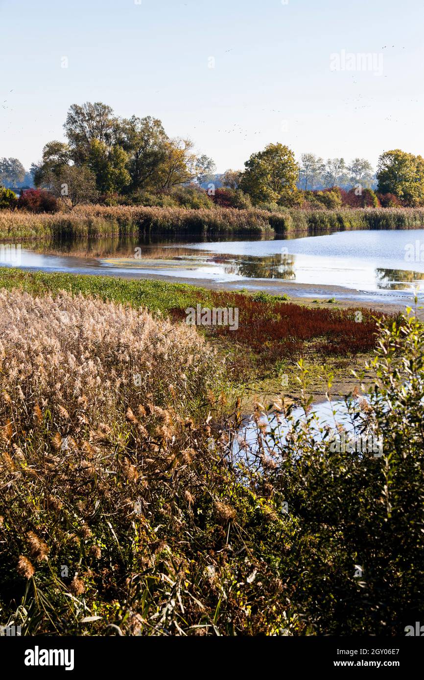 Zone umide a Teichland Linum ex zona mineraria di torba, Germania, Brandeburgo, Vogelschutzgebiet Rhin-Havelluch Foto Stock