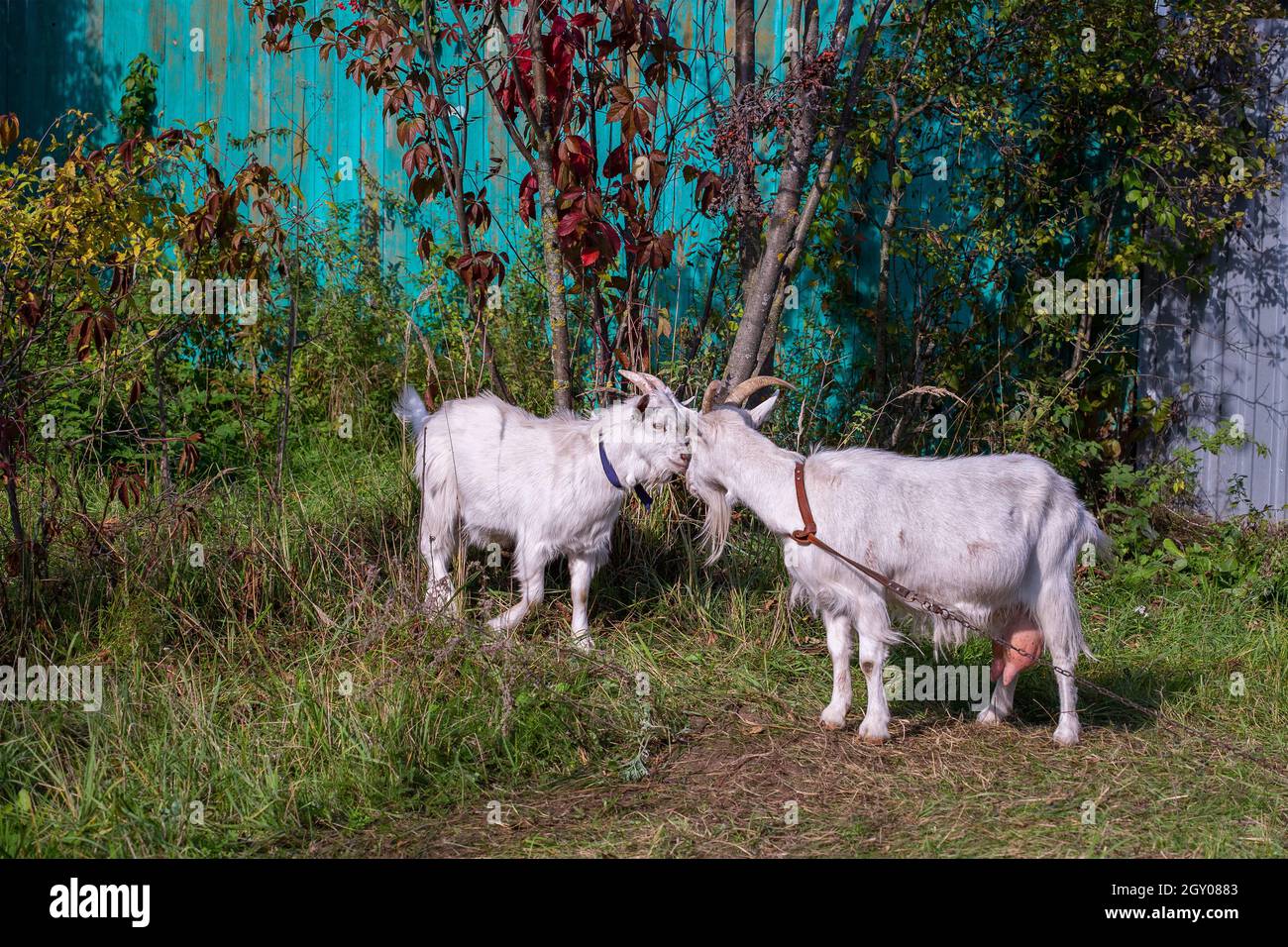 Due capre madre e bambino nel campo. Foto Stock