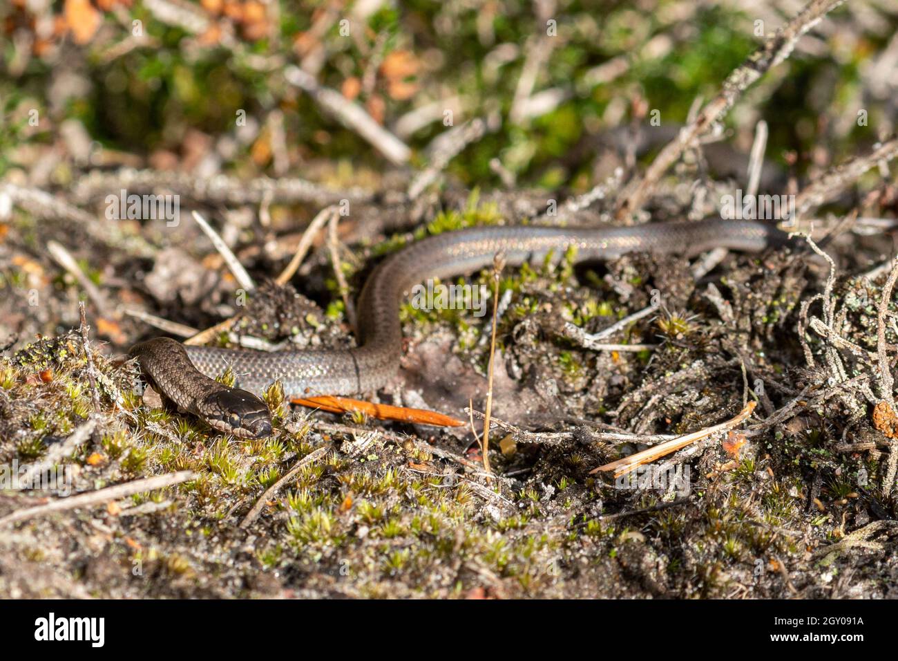 Serpente liscio neonatale (Coronella austriaca), una rara specie di rettili, nell'habitat naturale delle brughiere di Surrey, Inghilterra, Regno Unito Foto Stock