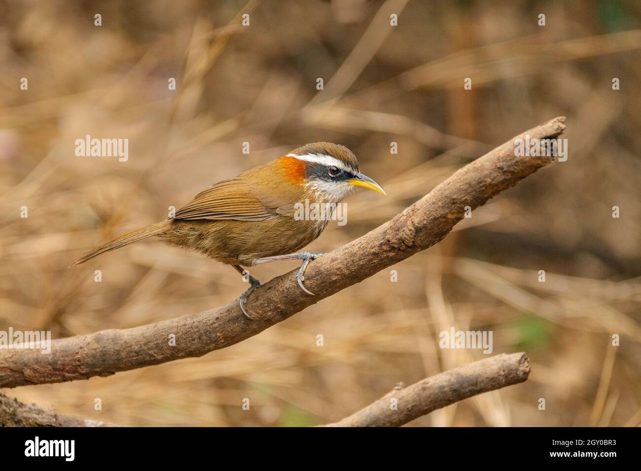 Scimitar-Babbler, Pomatorhinus ruficollis ruficollis, Parco Nazionale di Singhalila, Bengala Occidentale, India Foto Stock