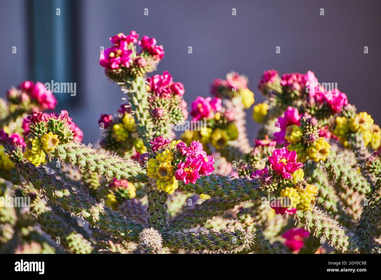Dettaglio cactus colorato con fiori germoglianti rosa e giallo Foto Stock