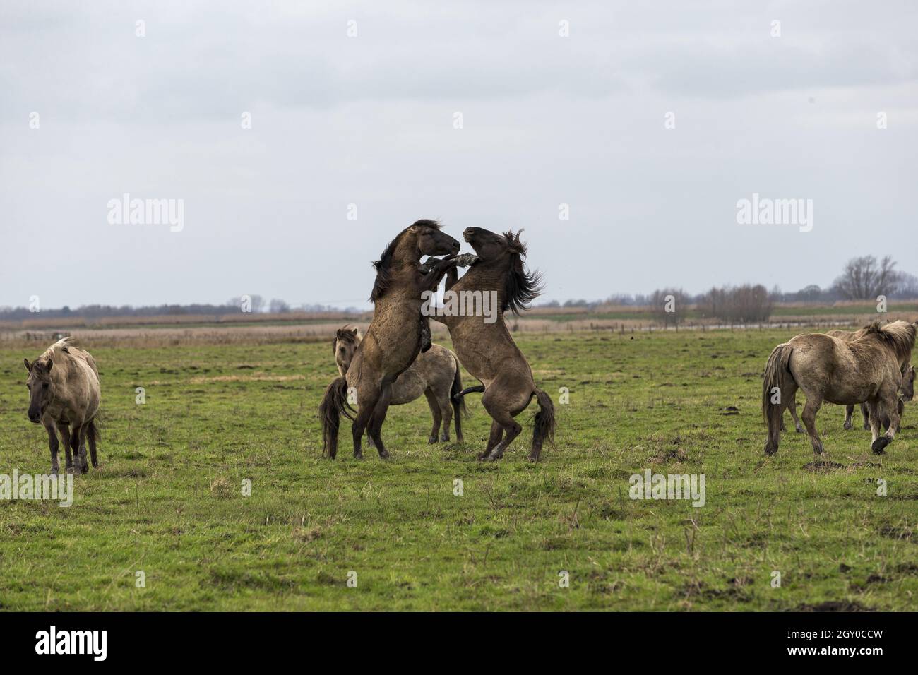 Wild Konik cavalli Wicken Fen Cambridgeshire Inghilterra Regno Unito Foto Stock