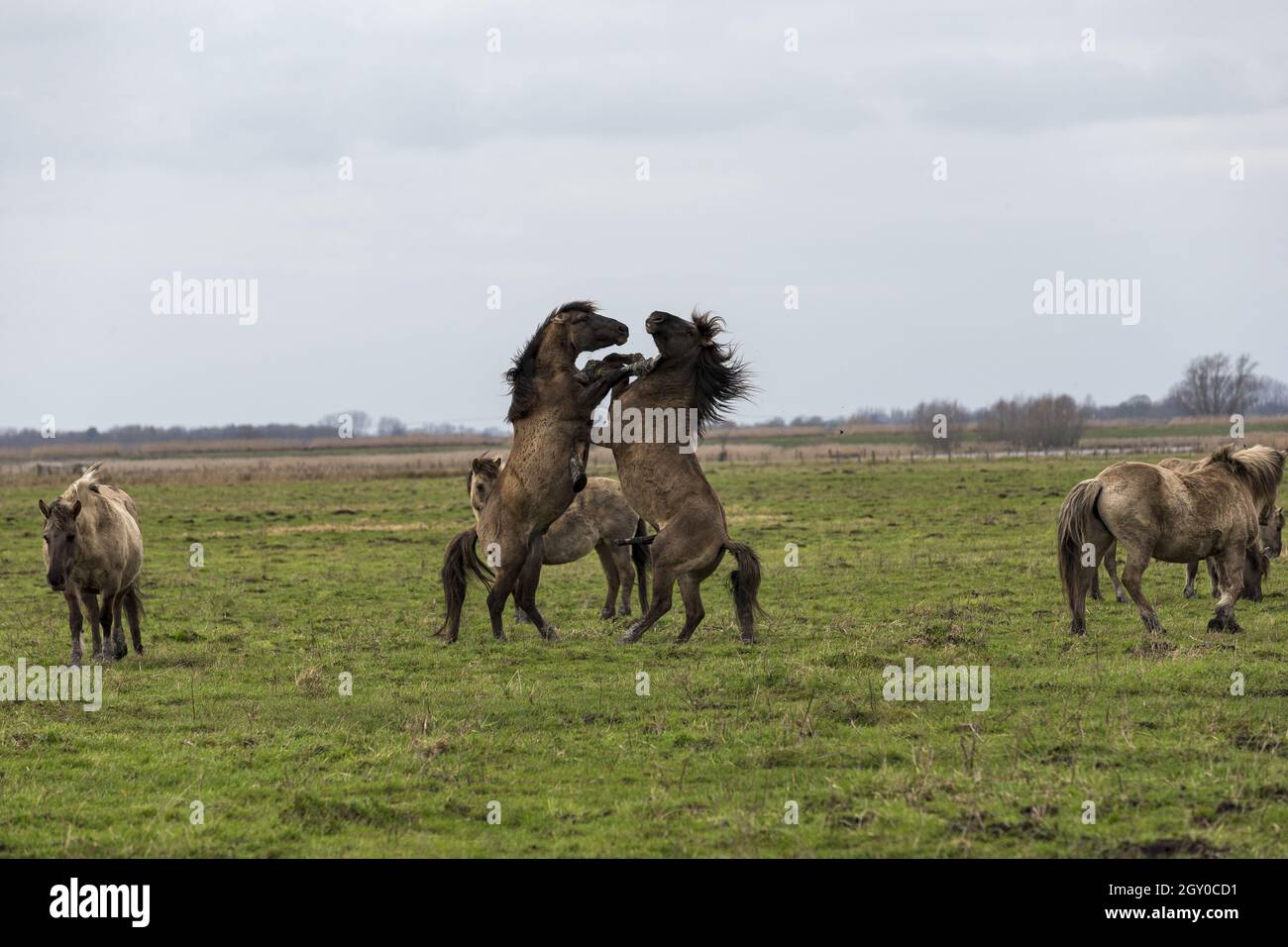 Wild Konik cavalli Wicken Fen Cambridgeshire Inghilterra Regno Unito Foto Stock