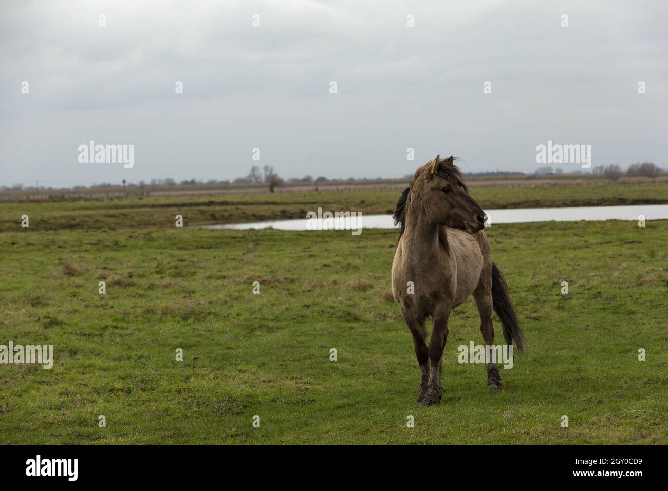 Wild Konik cavalli Wicken Fen Cambridgeshire Inghilterra Regno Unito Foto Stock