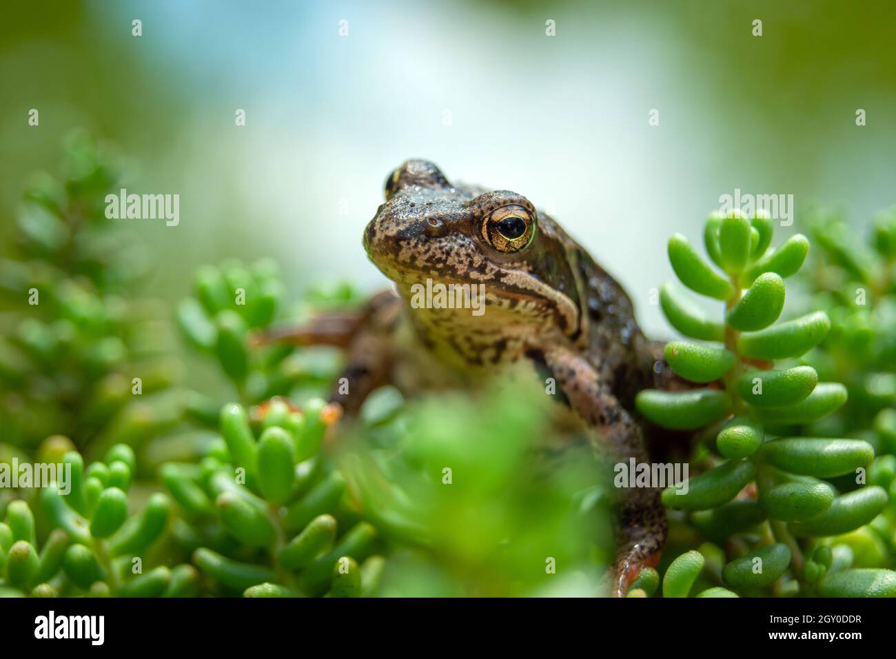 La testa di una rana marrone in piante di roccia verde Foto Stock
