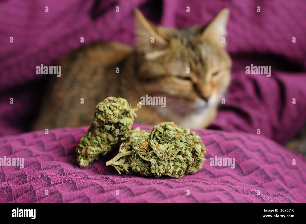 Le gemme di marijuana closeup e un gatto. Cannabis medicinale su sfondo viola. Passatempo ricreativo, terapeuta per animali domestici. Uso medico, concetto di legalizzazione. Foto Stock