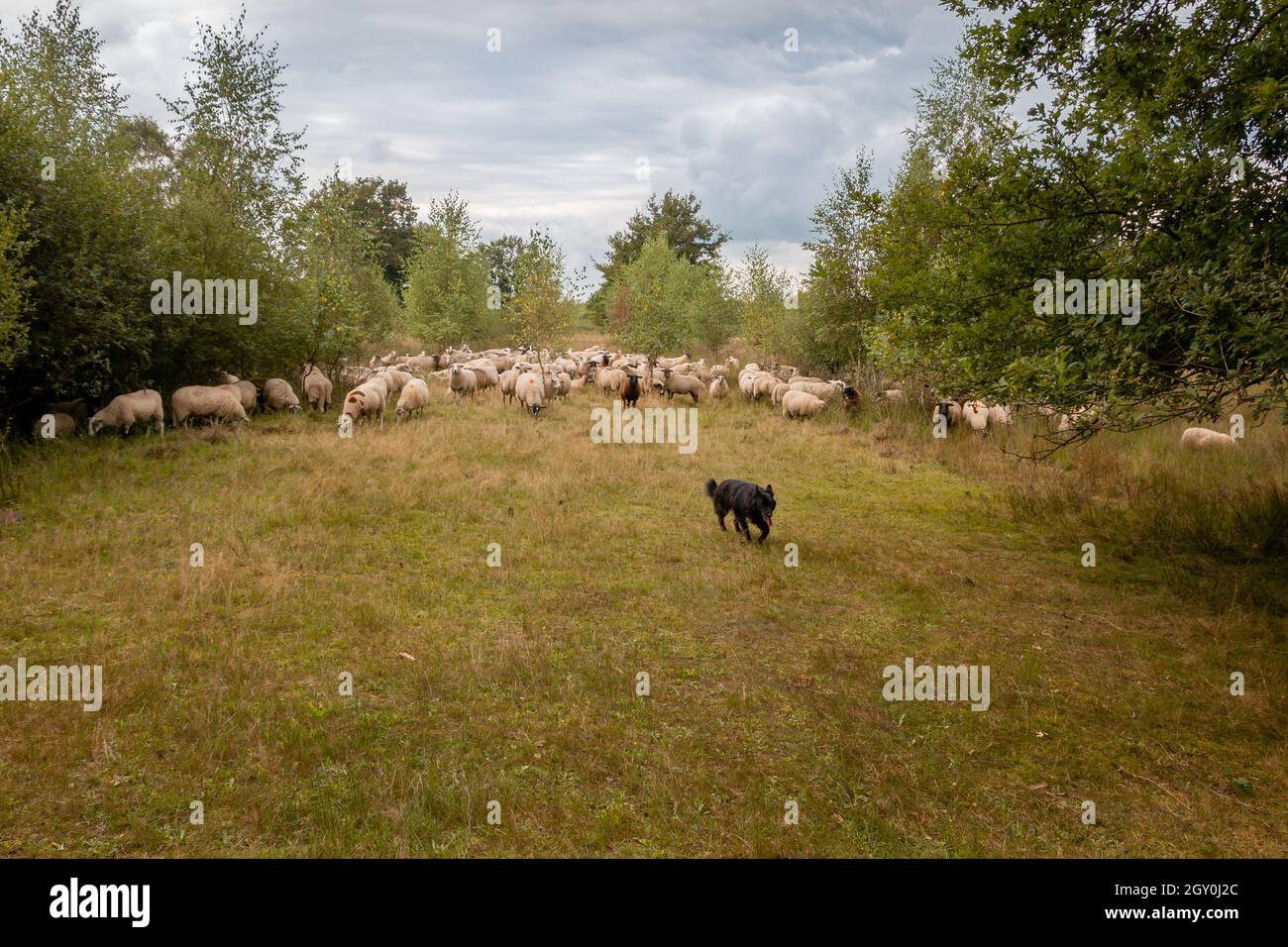 Mandria di pecore nel paesaggio naturale la 'torba bianca' guidata dal cane pastori e il pastore, provincia di Gelderland, nei pressi del villaggio di Haak Foto Stock
