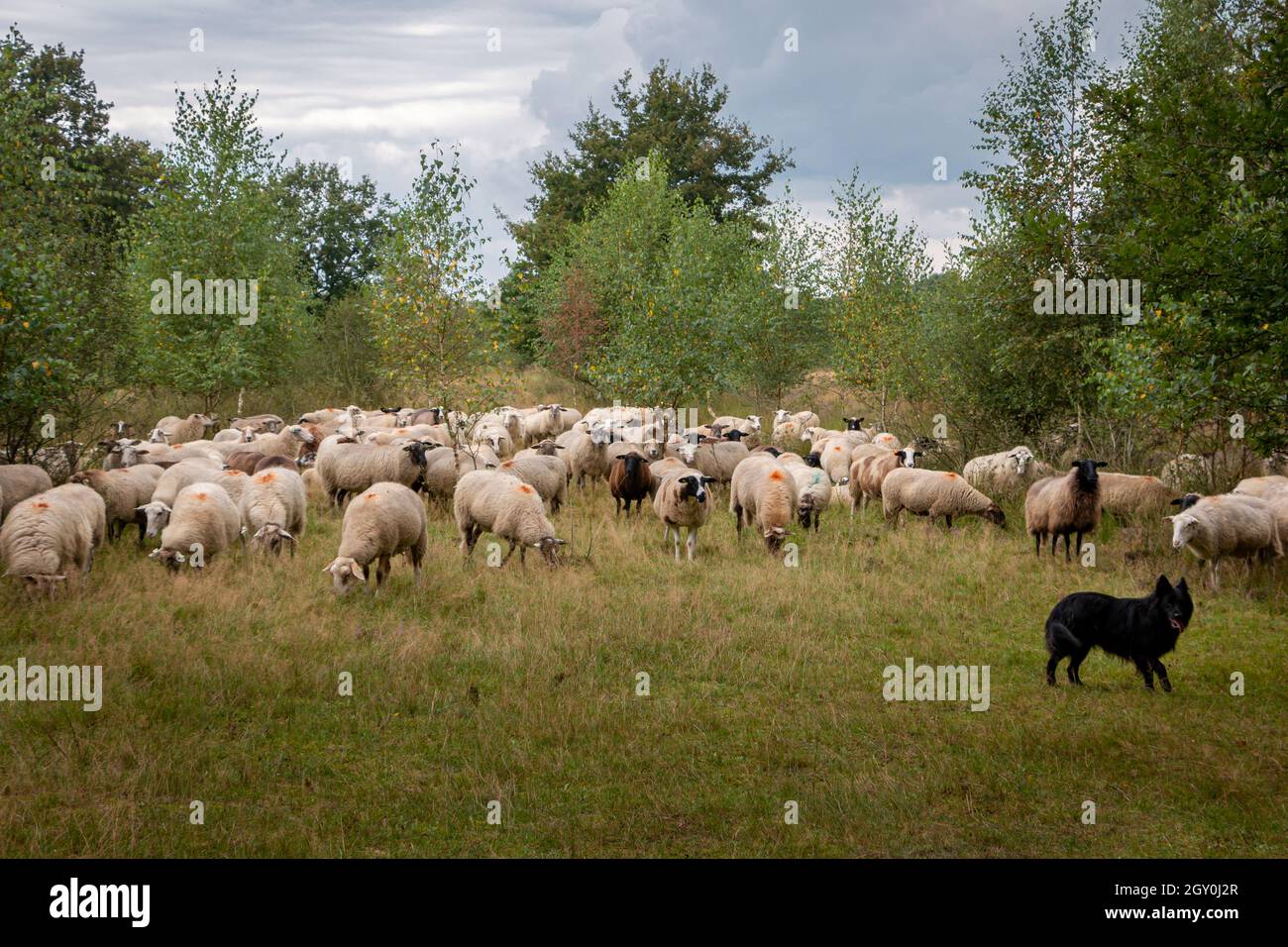 Mandria di pecore nel paesaggio naturale la 'torba bianca' guidata dal cane pastori e il pastore, provincia di Gelderland, nei pressi del villaggio di Haak Foto Stock