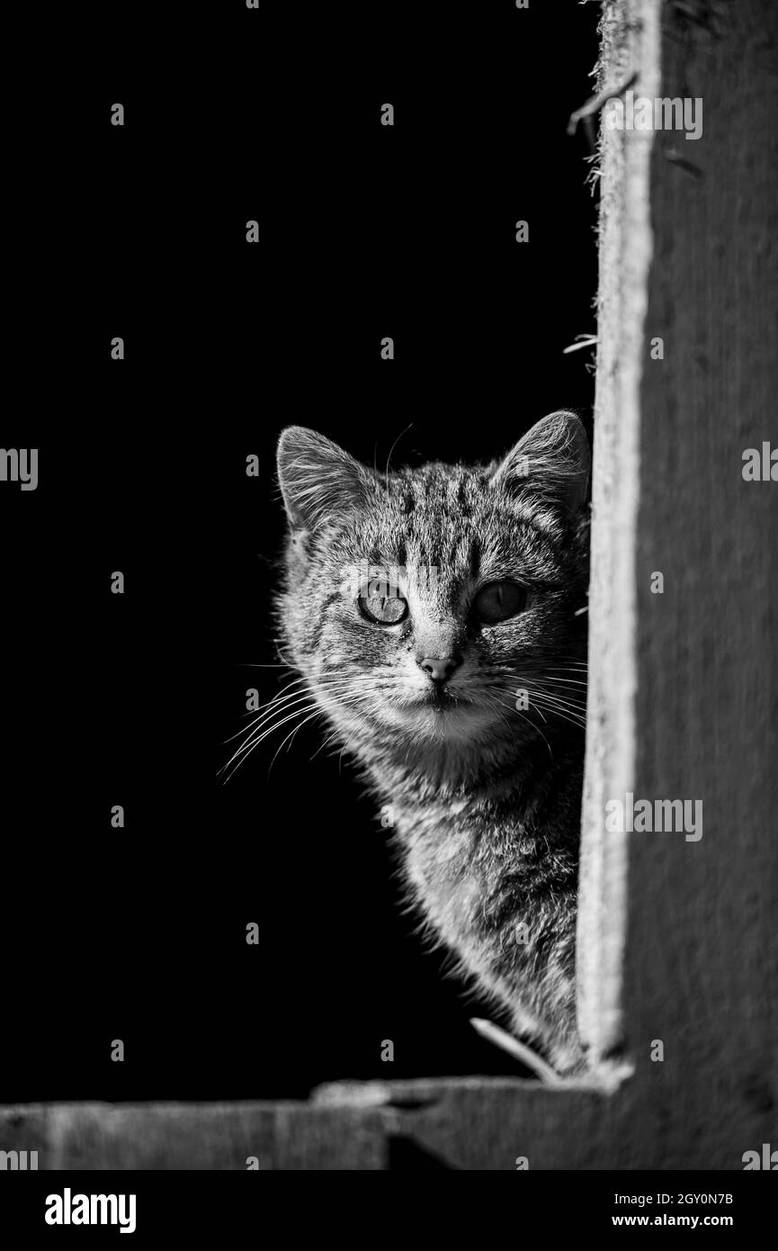 Gatto carino che guarda fuori dall'edificio Foto Stock