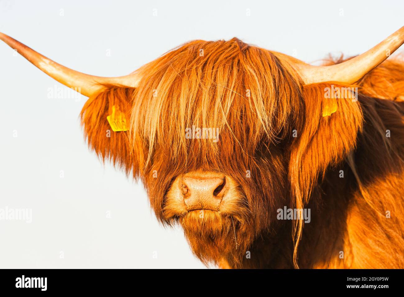 Un bestiame delle Highland contro il cielo Foto Stock