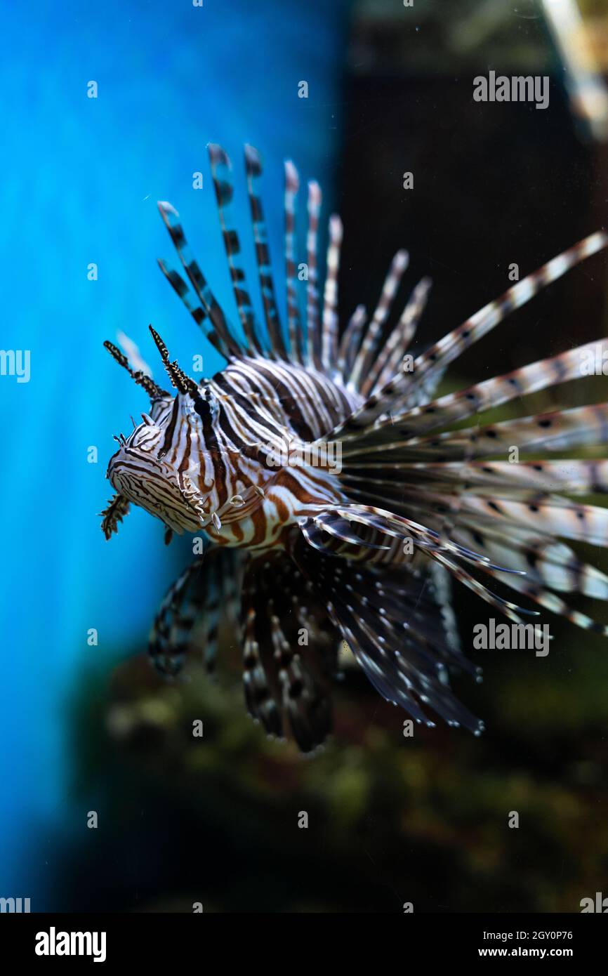 Pesce rosso leone Pterois volitans acquario pesce, un velenoso pesce barriera corallina Foto Stock