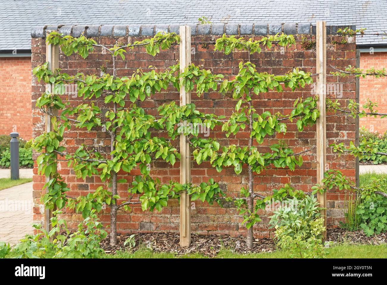 Un albero di frutta addestrato contro un telaio cablato espalier cresciuto contro un muro di mattoni di fronte costruito per lo scopo in giardino Warwickshire Inghilterra UK Foto Stock