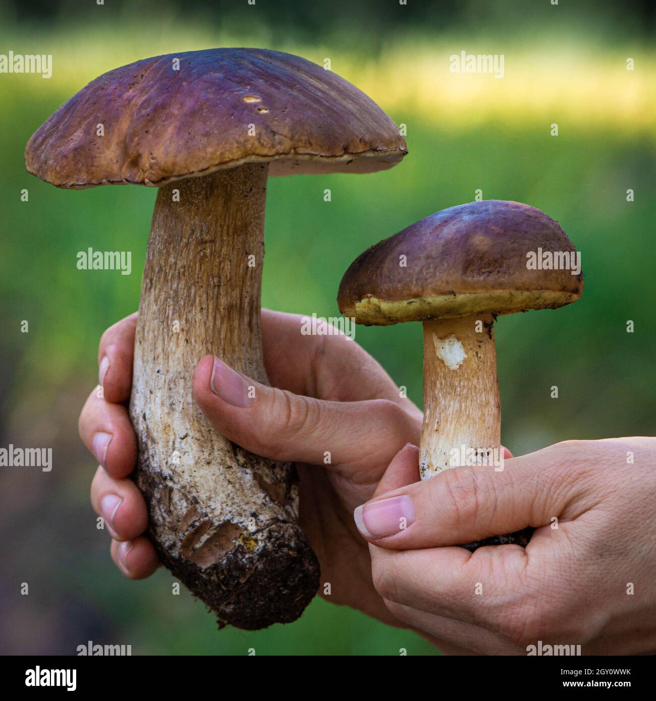 funghi porcini commestibili in mano umana su sfondo forestale Foto Stock