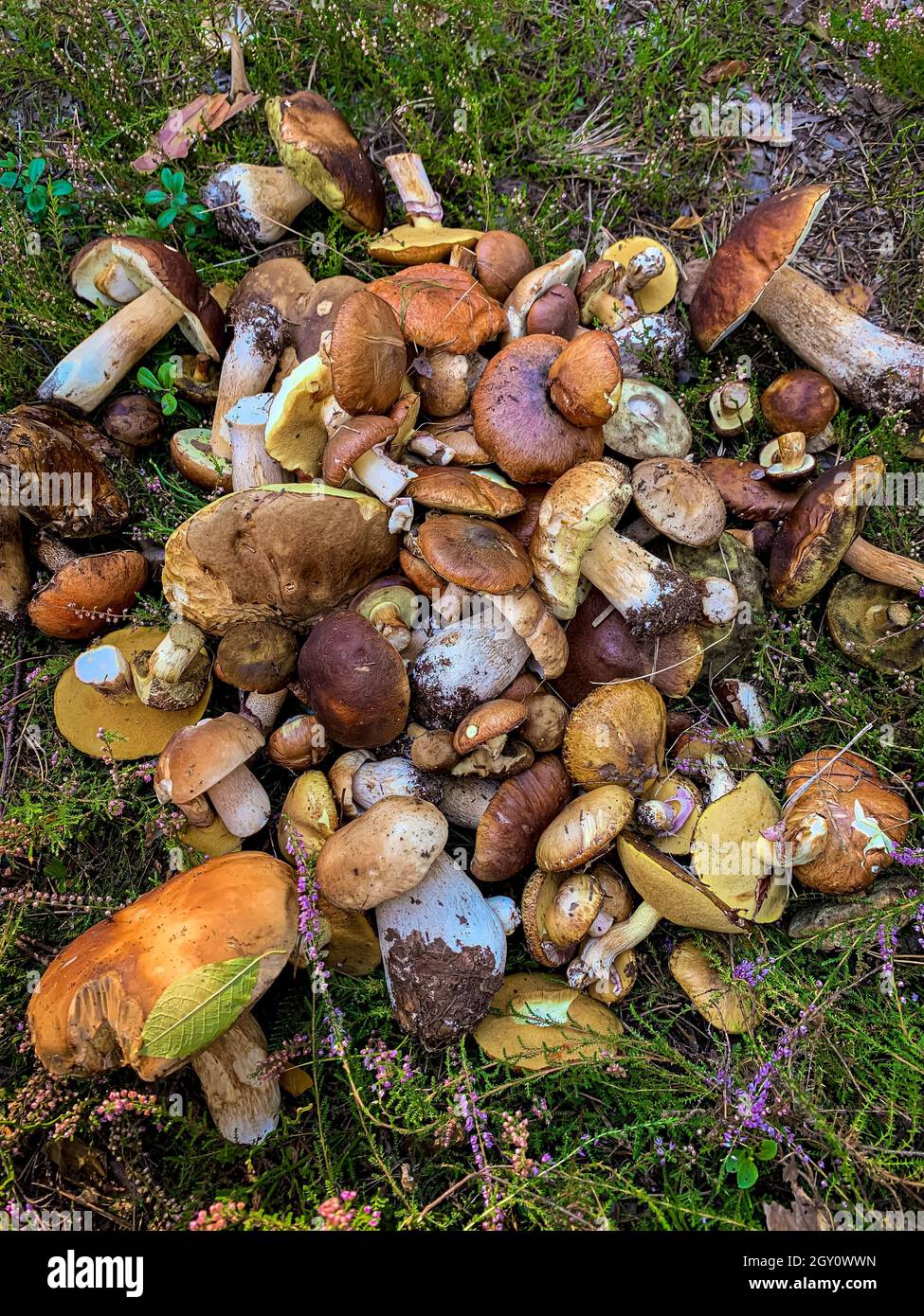 un sacco di funghi commestibili raccolti in una glade foresta Foto Stock