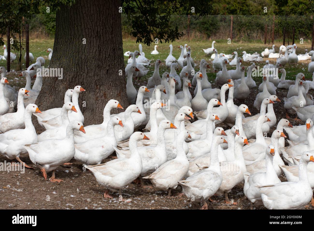 Oche che vagano su una fattoria in Warwickshire, Regno Unito. Sono allevati per il mercato di Natale. Foto Stock