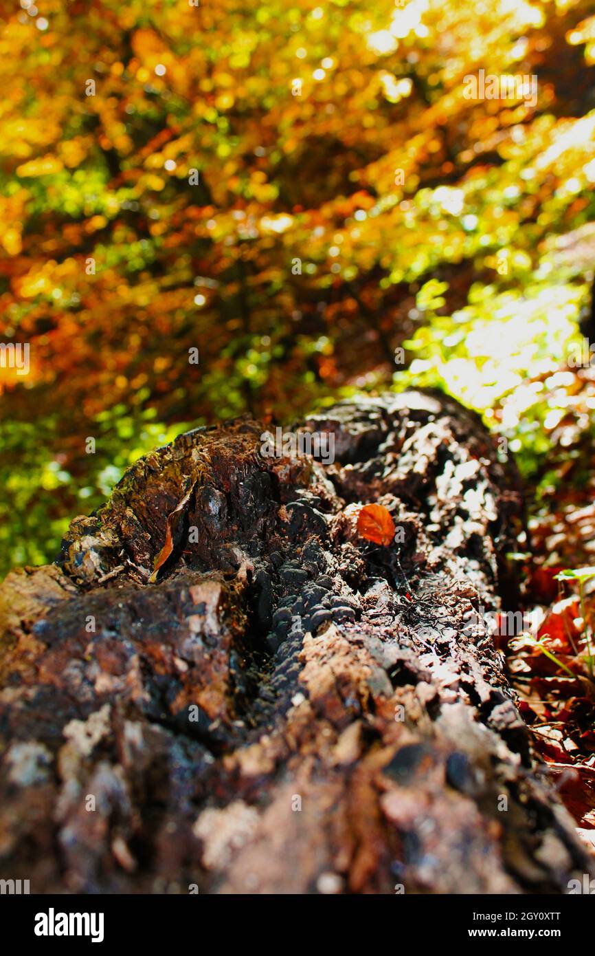 Questa immagine mostra un albero morto e marcio tra foglie e muschio e felci Foto Stock