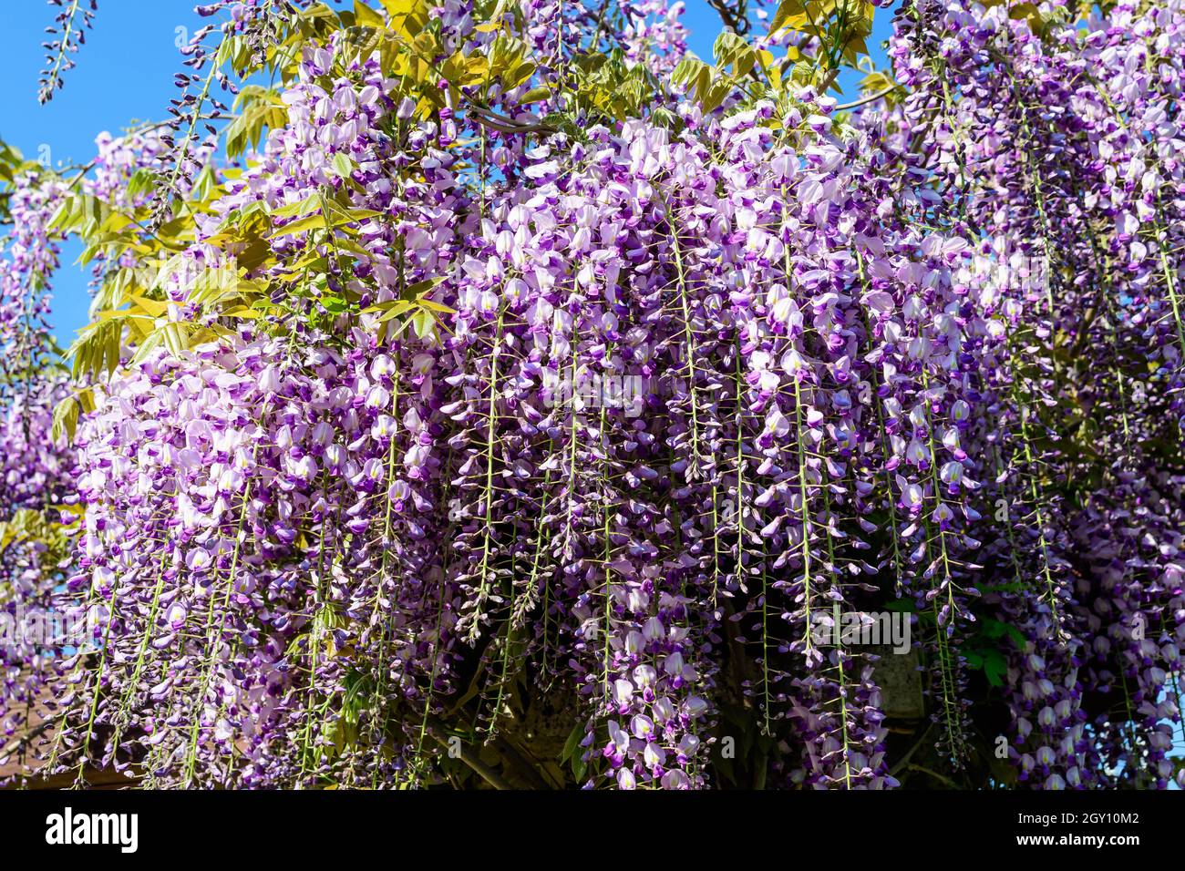Primo piano di molti fiori di Wisteria blu chiaro e grandi foglie verdi verso il cielo blu chiaro in un giardino in una giornata di primavera soleggiata, bella floreale all'aperto Foto Stock