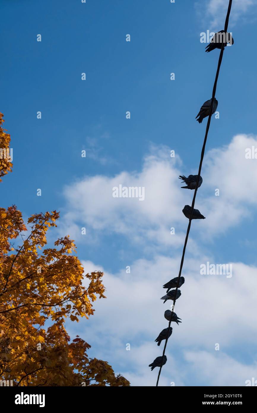 Gli uccelli si riscaldano al sole d'autunno, seduti sul filo. Foto Stock