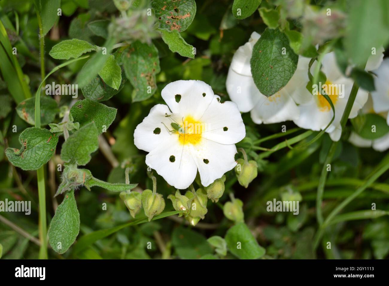 Salvia Cistus - piccolo Verde Grasshopper danni a Cistus Salviifolius Rose fiori sul polline Foto Stock