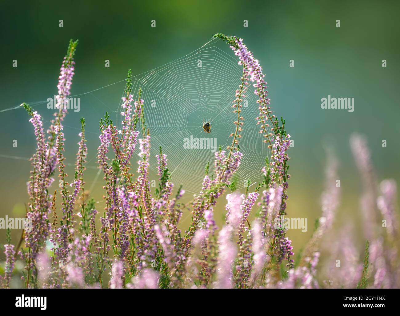 Ragnatela a spirale ORB-weaver a forma di ruota con ragno al centro, in fiore rosa comune erica a fine estate, Calluna vulgaris, NRW Germania Foto Stock