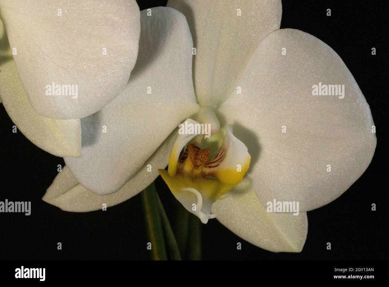 Le orchidee di Moth sono piante indoor popolari e non più il regno del coltivatore specializzato. I dettagli del fiore di questo Orchid Moth mostra specializzazione Foto Stock