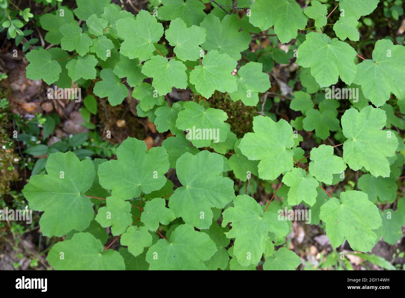 Foglie o foglia modello di acero italiano Acer opalus Foto Stock