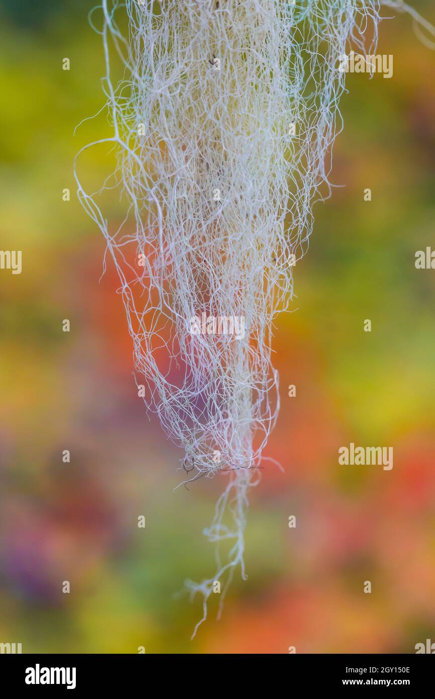 Common Witch's Hair, Alectoria sarmentosa, appeso a un ramo nell'area di Obtroble Point dell'Olympic National Park, Washington state, USA Foto Stock