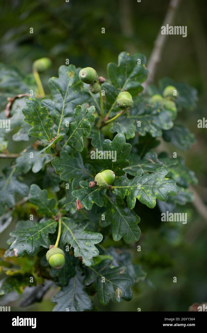 Albero di quercia inglese (Quercus robur)), quattro o cinque, lobato, foglie viste dal basso. Gambi corti su foglie, peduncoli, indicativi di questa specie di quercia, Foto Stock