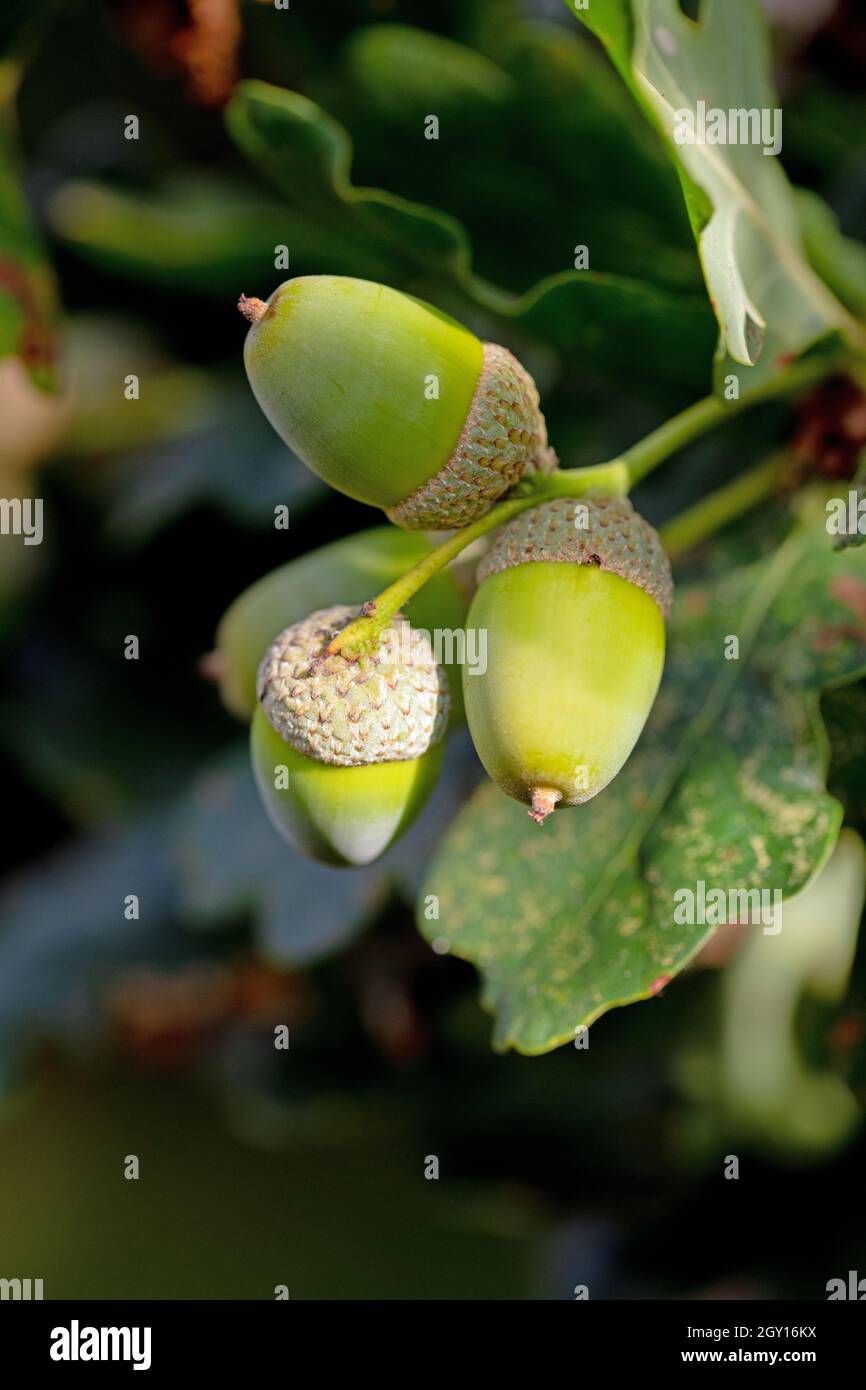 Ghiande e tazze. Frutti della quercia inglese (Quercus robur). Primo piano. Identificazione. Foto Stock