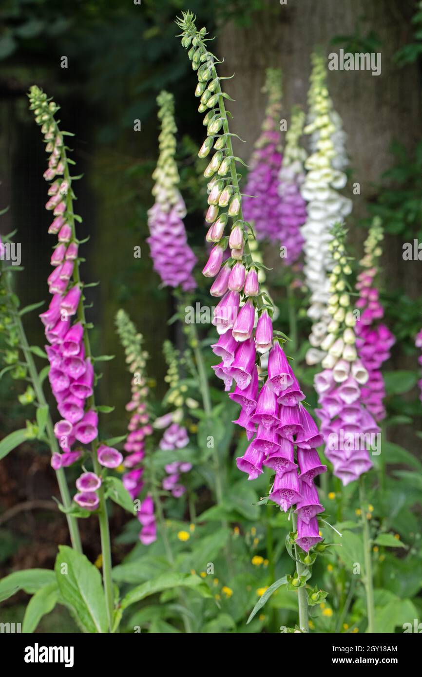 Guanti Foxguanto in fiore. (Purpurea digitale). Fino al 20-80, fiori su ogni gambo. Pianta di colore bianco inclusa. Biennale, fioritura nel secondo anno. Foto Stock