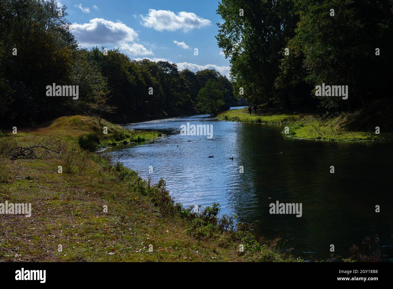 Vista su un fiume nei boschi del waterleidingduinen (Heemstede Zandvoort Vogelenzang Aerdenhout) Noord-Holland - Paesi Bassi Foto Stock